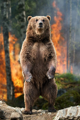 Naklejka premium Big brown bear standing stands in burning forest