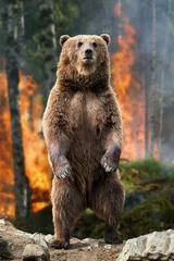 Gordijnen Big brown bear standing stands in burning forest © byrdyak