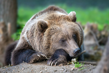Brown bear in the forest
