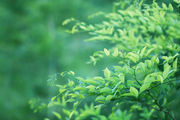 Blur of Tree Leaves for nature background and save green concept,soft  made with gradient and filter colored.
