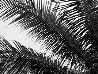 beautiful palms leaf on white background