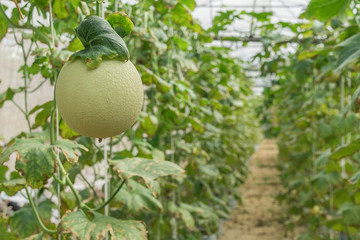 melons in the garden