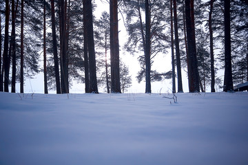 winter forest landscape / December view in a forest of powdered snow, snowfall landscape