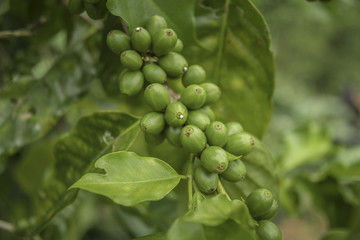 Coffee beans ripening on tree in North of thailand. fresh coffee cherry