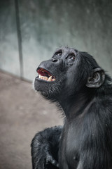Fototapeta premium Portrait of fearful, terrified Chimpanzee sitting in the corner