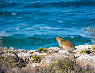 Rock Hyrax / Dassie