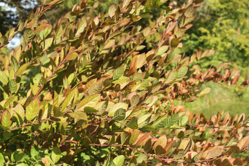 background of autumn leaves