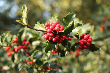 Red berries of holly from close-up on the tree. common holly, English holly, European holly, Christmas holly,