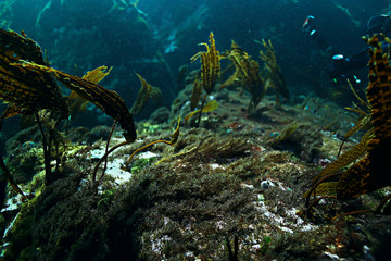 starfish underwater photo
