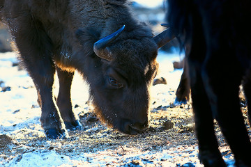 Aurochs bison in nature / winter season, bison in a snowy field, a large bull bufalo
