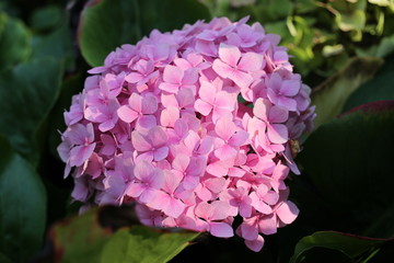Obraz premium Pink hydrangea from close-up.
