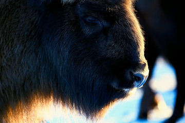 Aurochs bison in nature / winter season, bison in a snowy field, a large bull bufalo