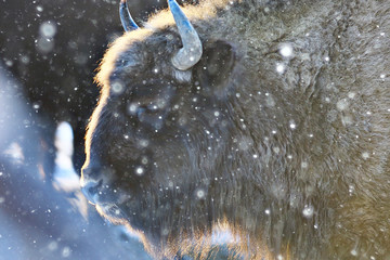 Aurochs bison in nature / winter season, bison in a snowy field, a large bull bufalo