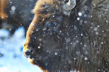 Aurochs bison in nature / winter season, bison in a snowy field, a large bull bufalo