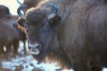 Aurochs bison in nature / winter season, bison in a snowy field, a large bull bufalo