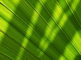 Palm leaves texture with shadow