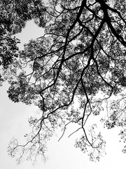 Silhouette tree