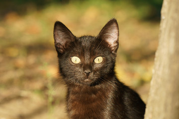 Naklejka na ściany i meble Black kitten sitting on the sunny street