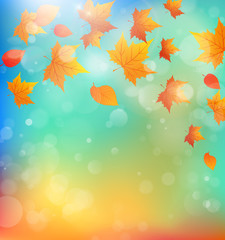 Fototapeta na wymiar Background with falling maple leaves