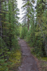 Fototapeta na wymiar Path in forest, near Five Finger Rapids, Yukon Canada