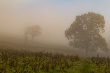 Fototapeta na wymiar Trees in mist