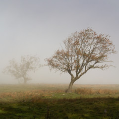 Trees in mist