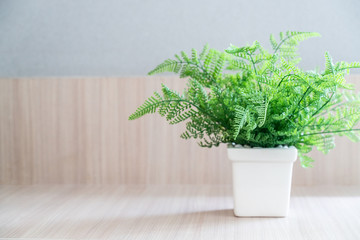 Fern with White pot On Wooden table