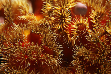 texture of the sea anemone macro tentacles corals