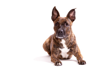 Adorable tiger dog isolated on white background