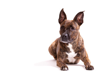 Adorable tiger dog isolated on white background