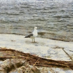 Oil painting. Art print for wall decor. Acrylic artwork. Big size poster. Watercolor drawing. Modern style fine art. Gull on the sandy beach.