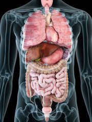 3d rendered medically accurate illustration of a mans internal organs - obrazy, fototapety, plakaty