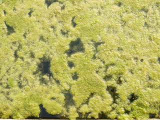 Green algae growing on the water's surface