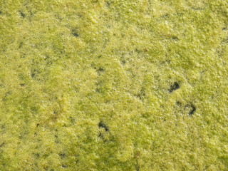 Green algae growing on the water's surface