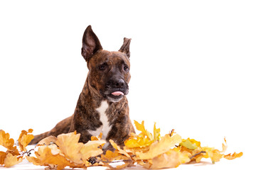 Adorable tiger dog isolated on white background