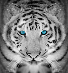 Fototapeta premium Tygrysi portret w zima czasie z niebieskim okiem