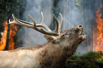 Deer stands in burning forest © byrdyak