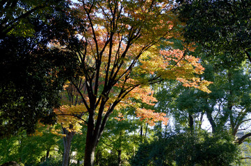 公園の常緑広葉樹林の中に紅葉した木が数本ある風景