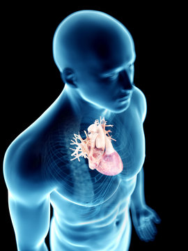 3d rendered medically accurate illustration of a mans heart