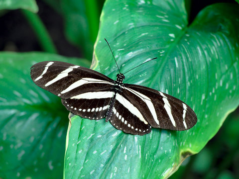 Zebrafalter