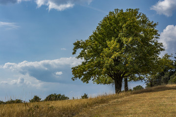 Fototapeta na wymiar Summer landscape with a dominant tree. Big tree.