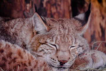 Eurasian lynx portrait (lynx lynx) sleeping with wooden background
