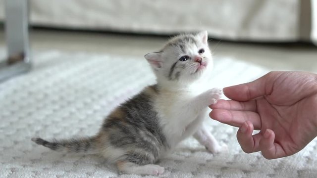 Asian woman playing with her tabby cat,slow motion 