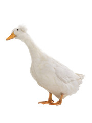 white duck isolated