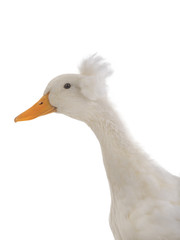 portrait white duck isolated