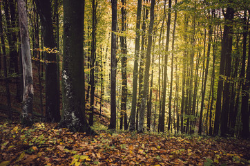 vivid foliage in forest, autumn landscape