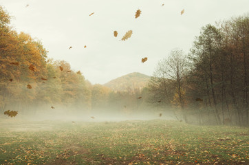 autumn landscape background with leaves falling in the wind