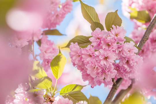 Close up of Pink Blossom Cherry Tree Branch, Sakura, during Spring Season