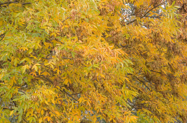 Yellow leaves backgroun or texture