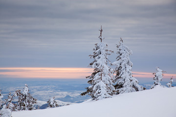 winter background of snow covered fir trees in the mountains